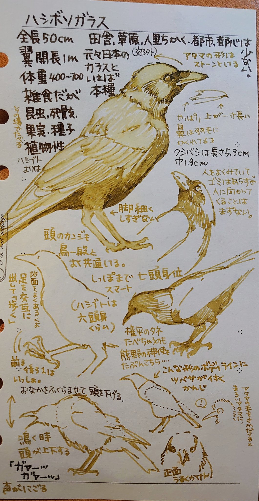 裏花火 Ar Twitter カラスの書き方 難しい 実はとってもかっこいいのでかっこ良く画いて欲しい コツはがっしりと大きく 脚も細く書きすぎないことと 太い首から背中の長さもかっこいいのです もともと カラスは太陽の黒点に見立てられ 太陽を運ぶとされた鳥です 鬼