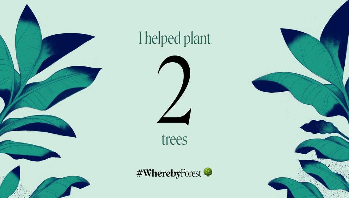 momslearntocode's tweet image. ...coaching helps now planting trees :) 

In February, the more online meetings you hold through Whereby, the more trees they plant. Nice, no? 

🌳🌲🌳🌲🌳

#MomsLearnToCode #WomenWhoCode #trees