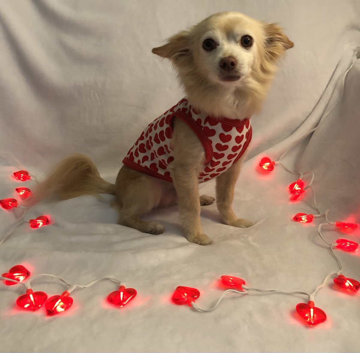 RuffRuffCouture's tweet photo. Puppaccino is back and looking adorable for Valentine's Day.  Her owner was kind enough to send us pics of her wearing our Love Summer Tank.  Thank you Puppaccino for being an excellent doggie model!

https://t.co/raqSNMNWab https://t.co/wb2NsGHeiN