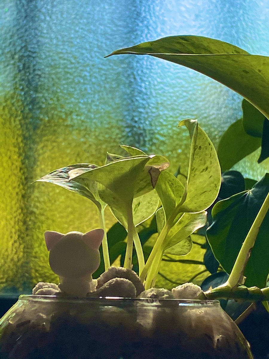 猫雑貨cat C キャットシー Catc Twitter