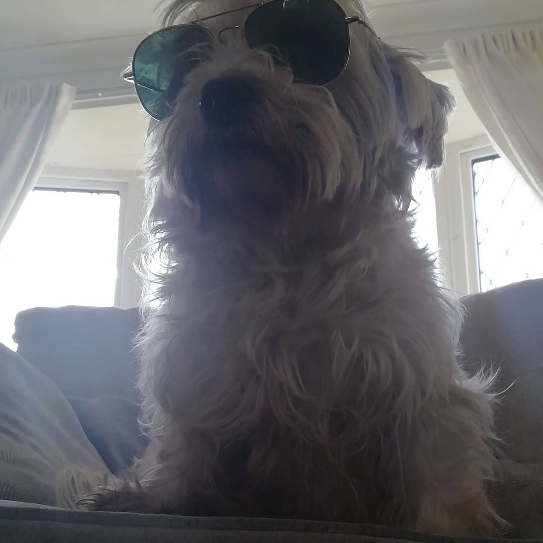 Animals021's tweet photo. Cassidy puppy (Dude) &amp; Zena'ya hope everyone is well https://t.co/avLz011N1u