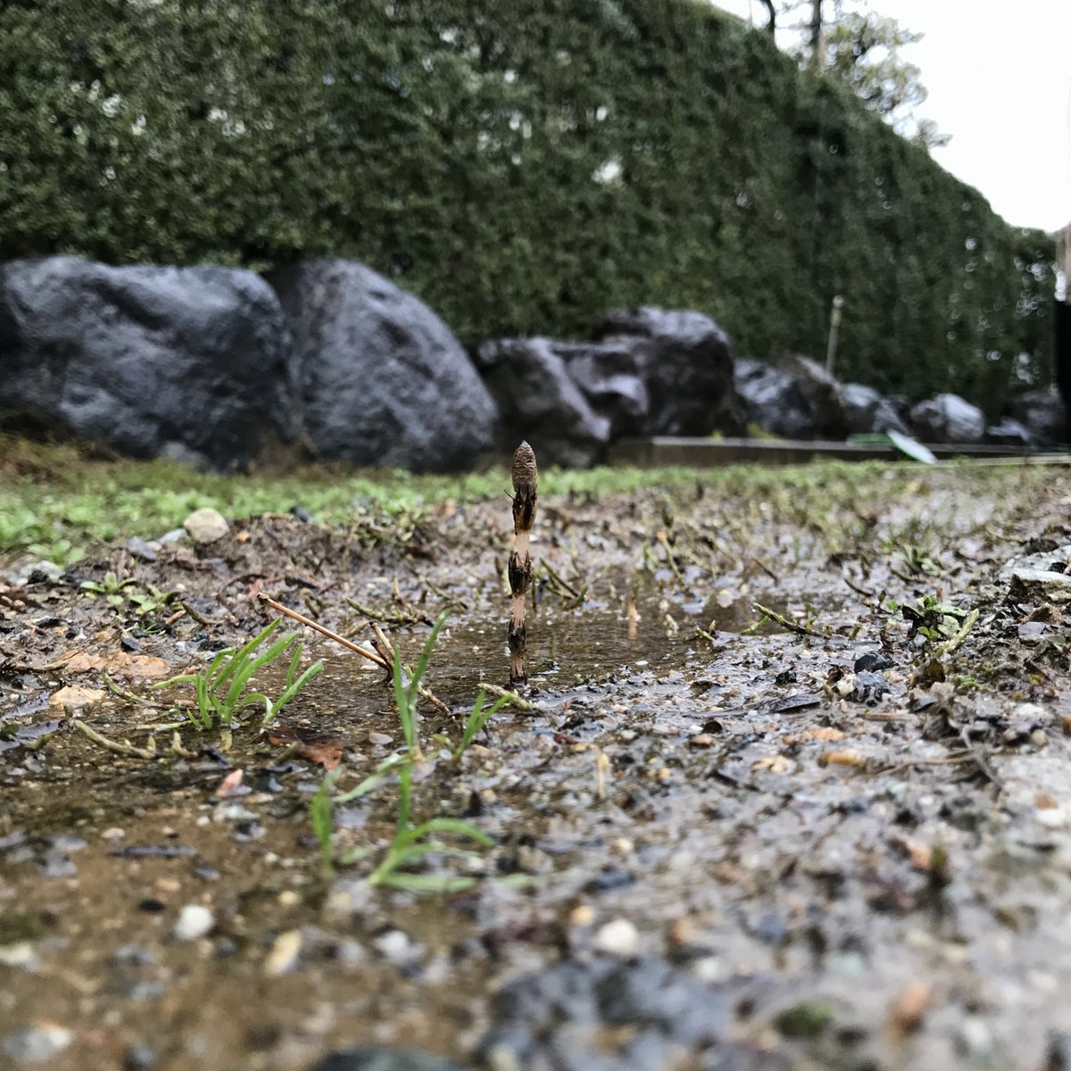 tym_zoo's tweet photo. 週末に春と思って、おはよう！しちゃったつくしが、今朝も夕方もなんとか雪に埋もれずに頑張っていたから、もう雪降らないであげて〜〜！☃️ https://t.co/pJc47Iuhkg