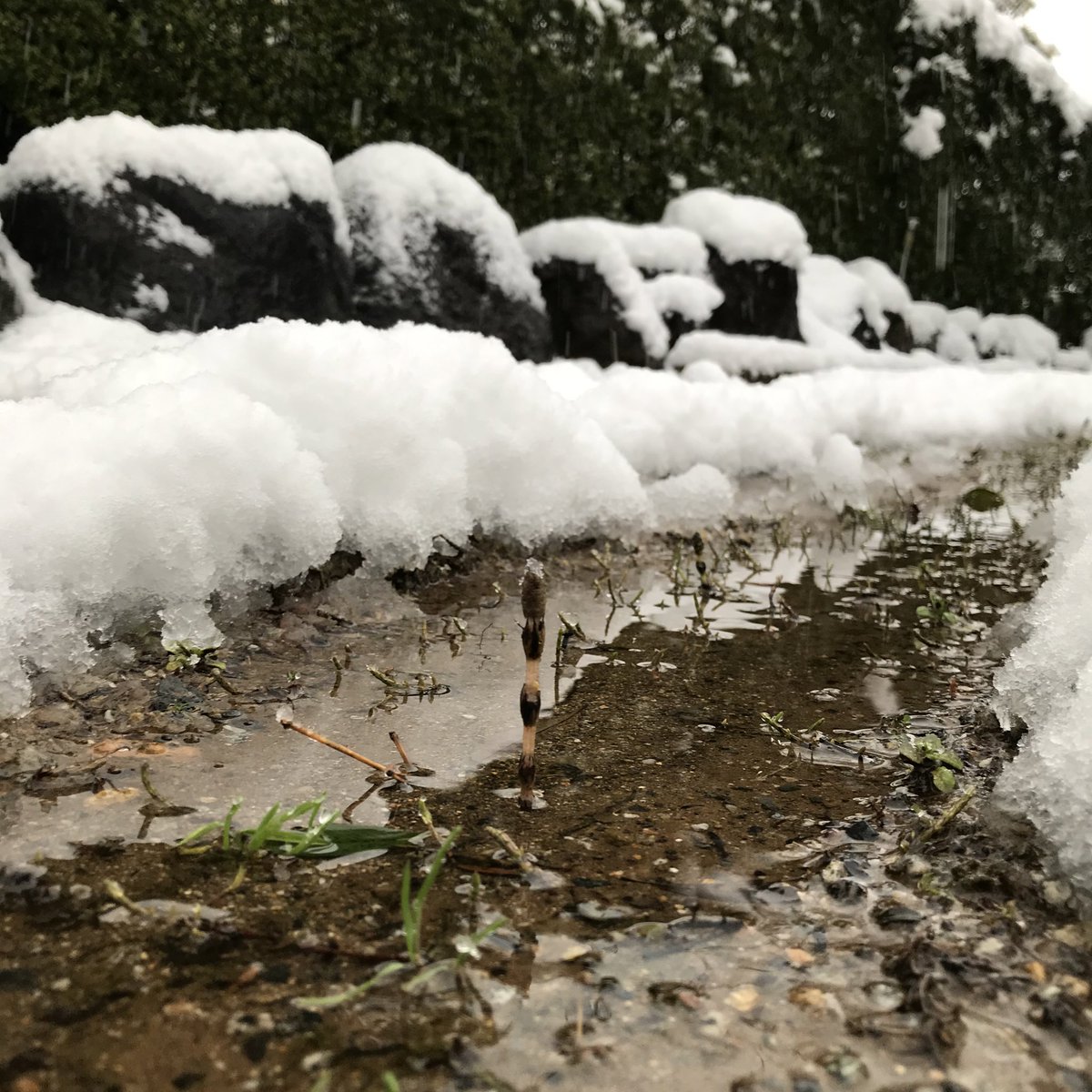 tym_zoo's tweet photo. 週末に春と思って、おはよう！しちゃったつくしが、今朝も夕方もなんとか雪に埋もれずに頑張っていたから、もう雪降らないであげて〜〜！☃️ https://t.co/pJc47Iuhkg