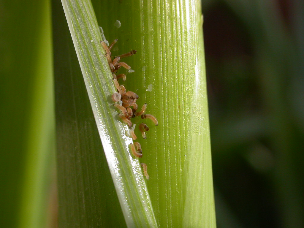 ARCSouthAfrica's tweet photo. The stem borer complex of South Africa! https://t.co/4sLafKBfPH. #arc #agriculture #research #graincrops #maize #pests #stemborer https://t.co/eIw0mEzmhT