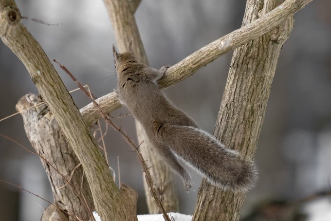 鉄棒のtwitterイラスト検索結果