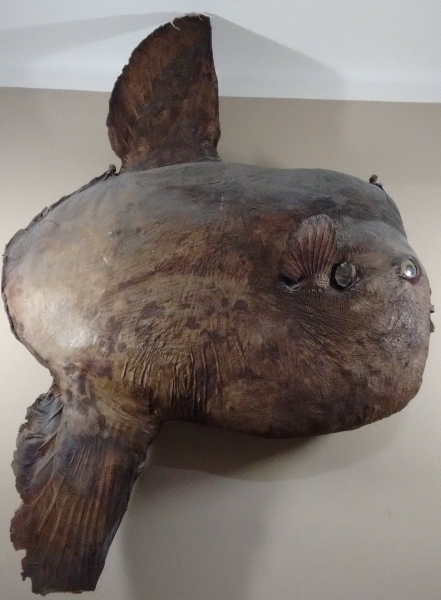 The best display of ocean sunfishes I have seen in Italy is probably that of the  #zoology  #museum  @UniBologna 2/