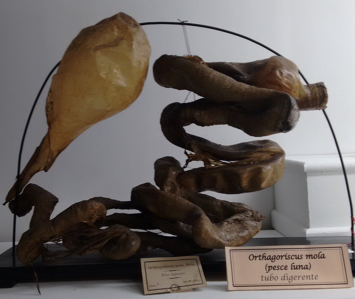 More molas from the zoological collections at the Bologna museum 3/