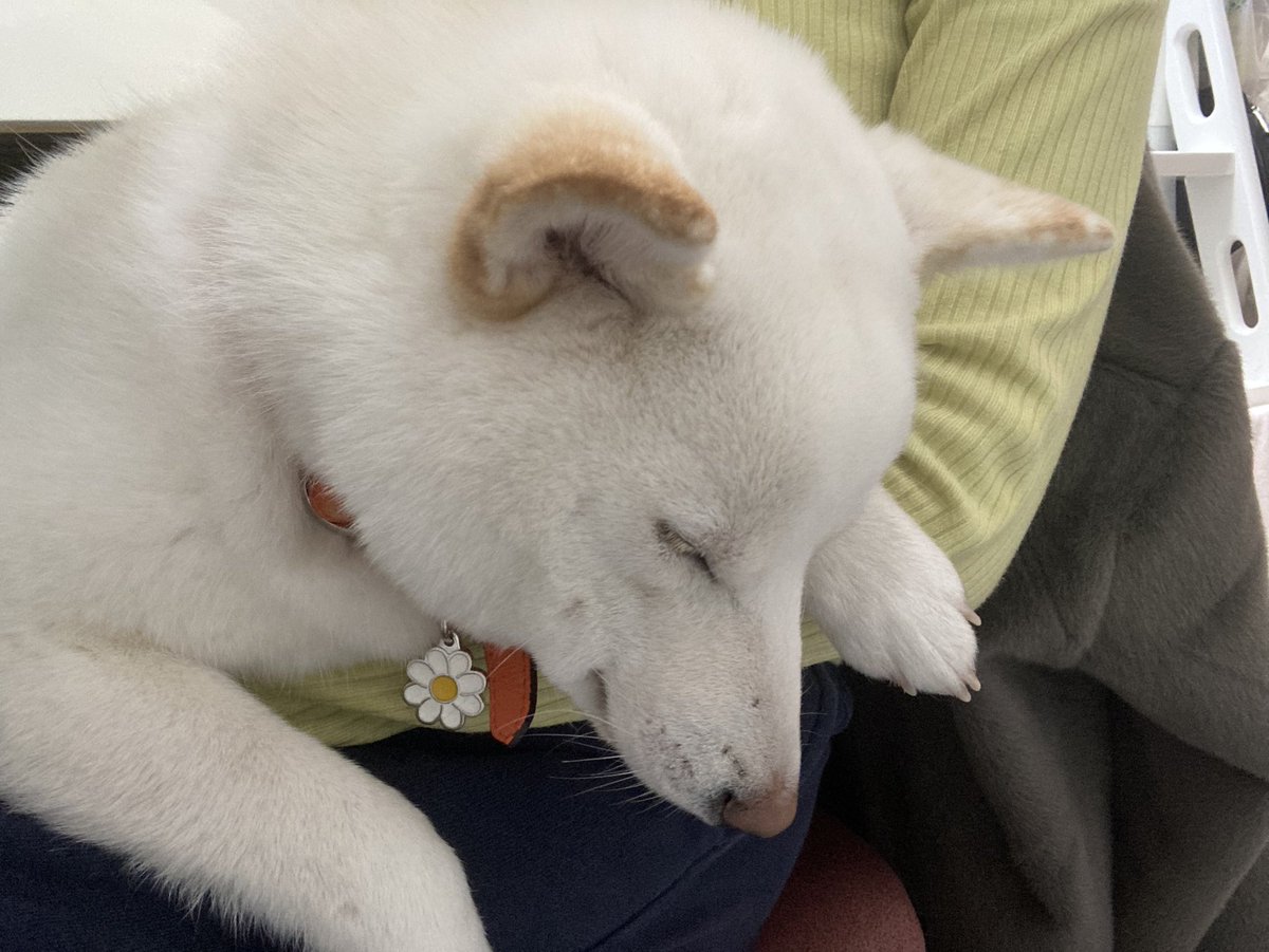 柴犬ゆきみ 柴犬としてのプライドを失っているので 抱っこされながら寝ちゃうし 脇の下に顔突っ込んでぐーぐーいびきかいちゃうし 本当にかわいすぎやしないかい