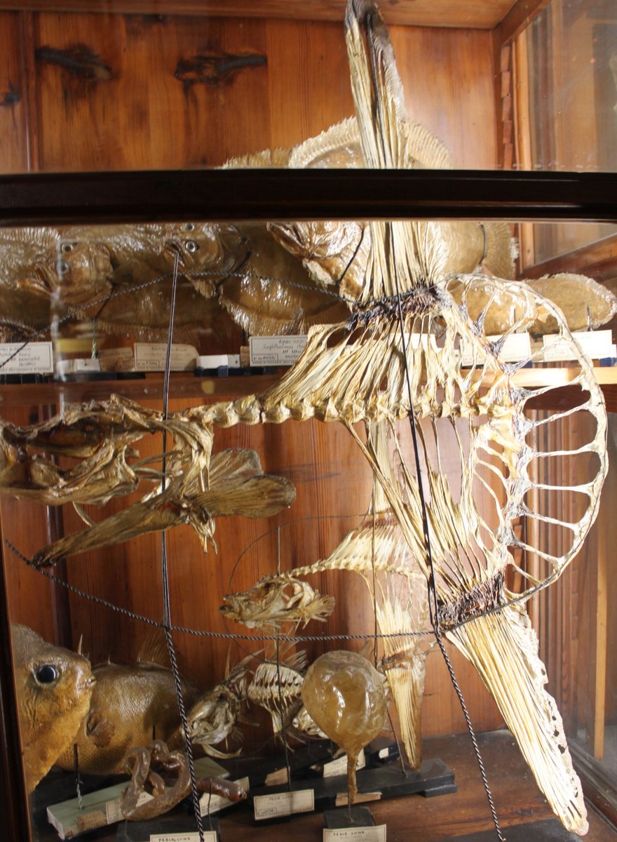And here are a preserved specimen and a skeleton of a Mola at the Doderlein zoological museum in Palermo, Sicily 4/