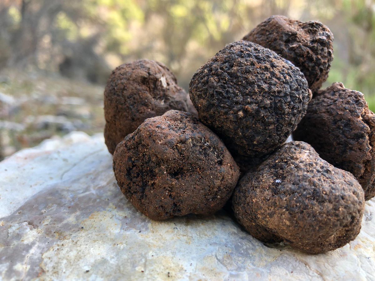 SaraBatres's tweet photo. Del campo a la mesa, como resumen de la mañana 😍

Muy pronto en @RTVEclm con @CestaySetas y @jseguragarcia 

#Cuenca #productosconquenses #gastronomía https://t.co/QXEuKzXsW6