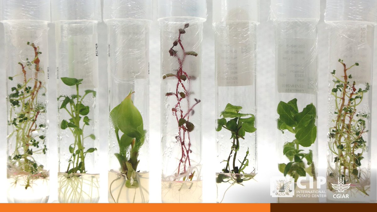 "A more effective and efficient global system of conservation and sharing will depend even more on sound processes for ensuring germplasm health" <a href="/CGIAR/">CGIAR</a> 's head of Genebank, Charlotte Lusty 

#PlantHealth #OneCGIAR