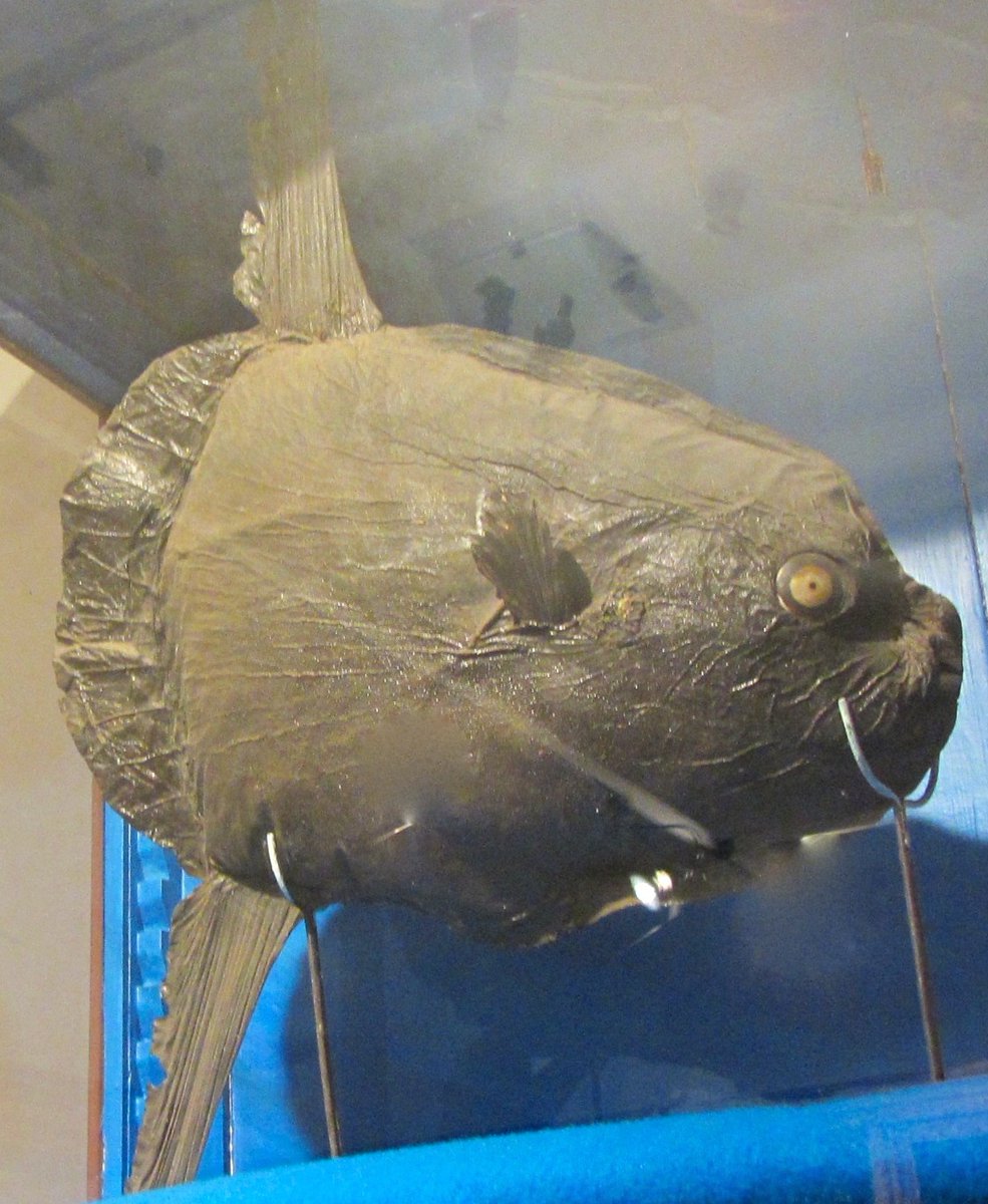 here is another Mola (with googly eyes) at the Natural History Museum in Trieste 5/