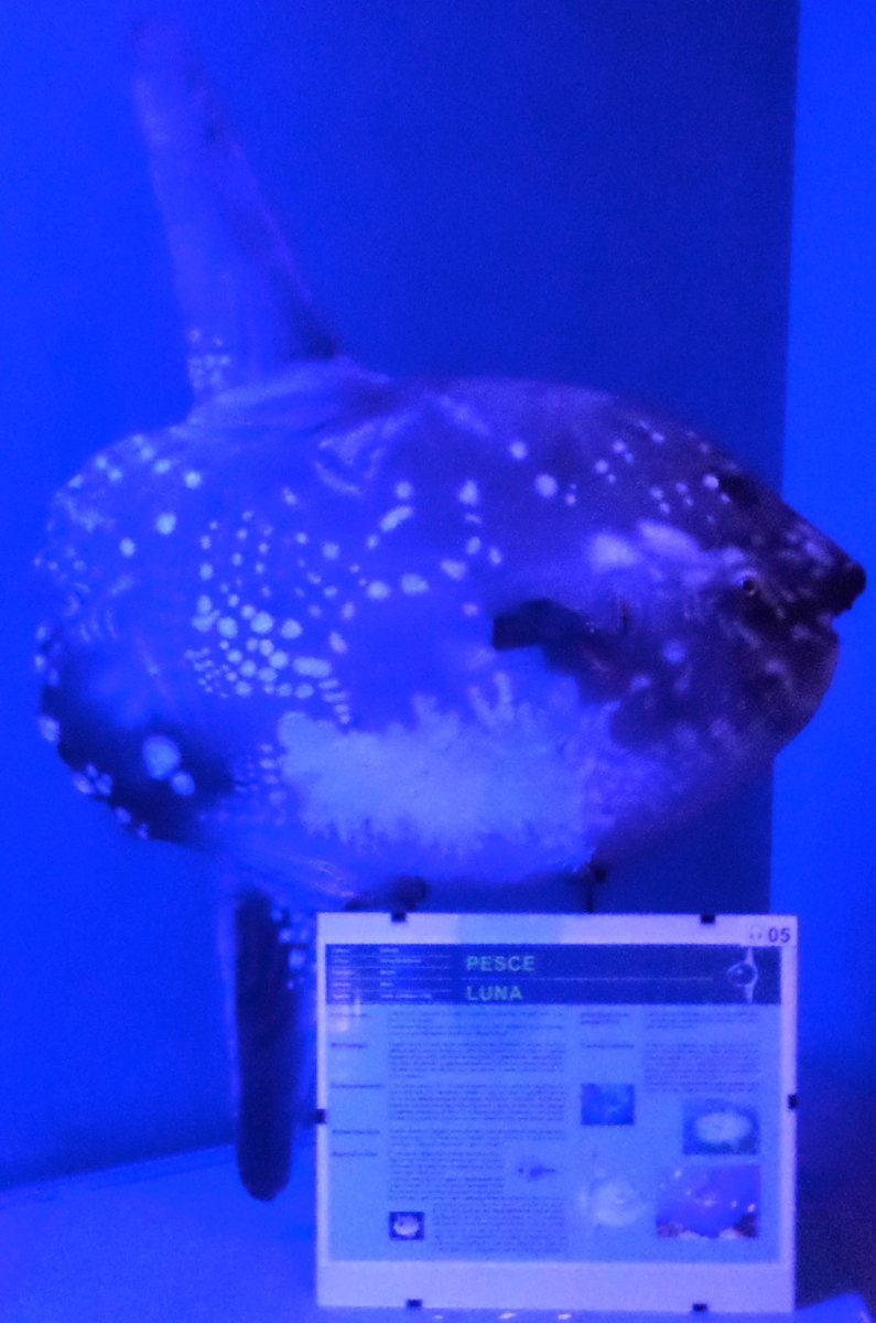 This is a cast of a common sunfish at the natural history museum in the city of Livorno 6/