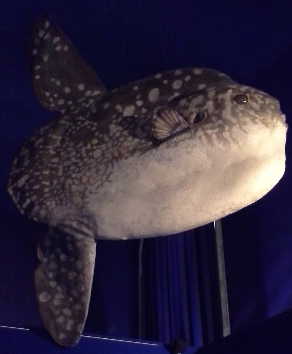 and another Mola cast, this one at the natural history museum in Milan 7/