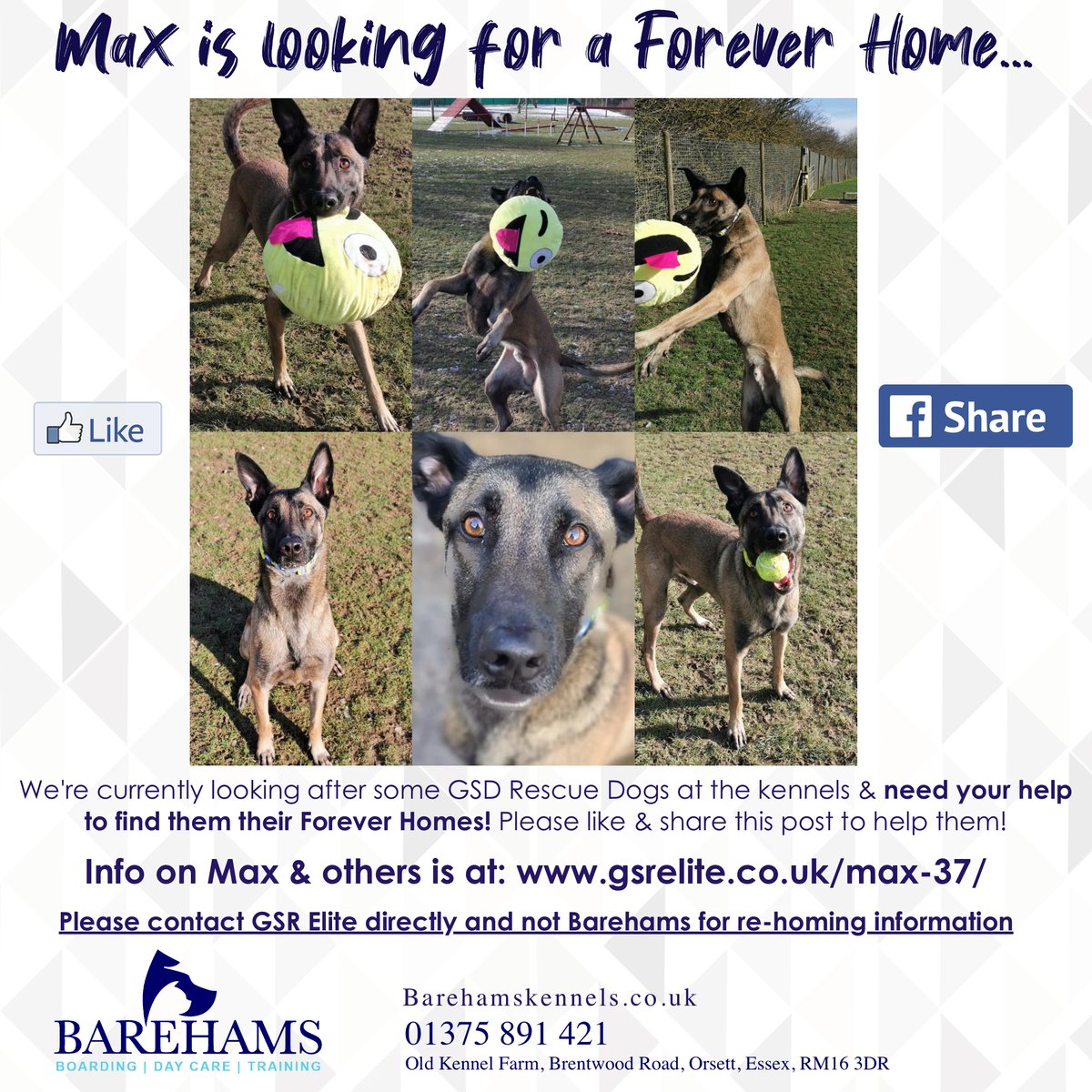 barehams dog training