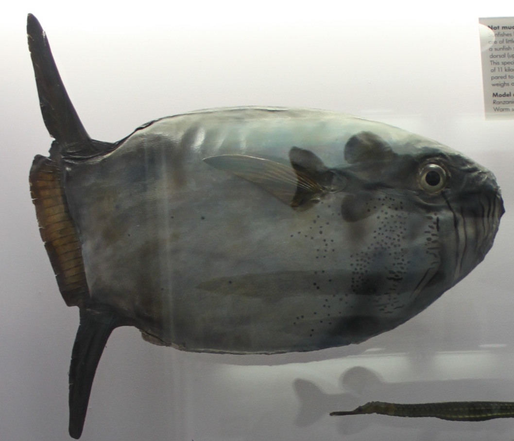 a slender sunfish  @NHM_London 9/
