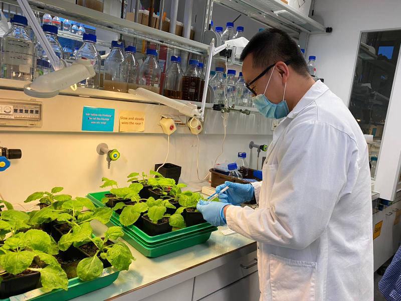 SFB_924's tweet photo. Here we are infiltrating tobacco leaves with agrobacteria for the transient expression of fluorescent proteins for further interaction studies.

#SFB924 #YoungSFB924 https://t.co/sZjUDx2GWb