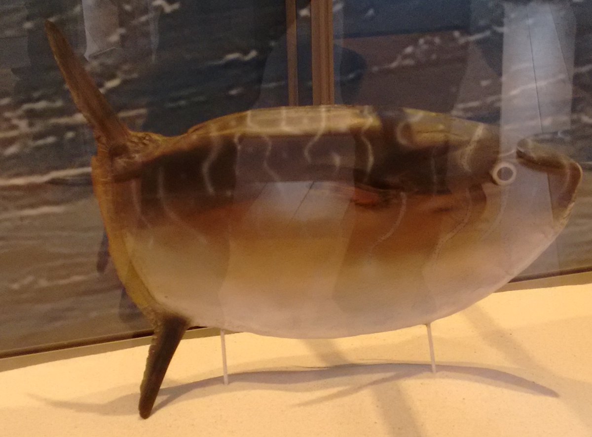 a slender sunfish & a common mola  @museumbordeaux 12/
