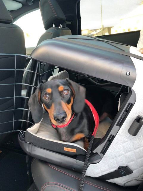 Twitter 上的 TravellingWithPets："Meet Benji the Miniature Dachshund. Isn't he  adorable!! And now he's safe and sound in his new 4pets Caree. "I am really  pleased he is now safe and happy x" - (