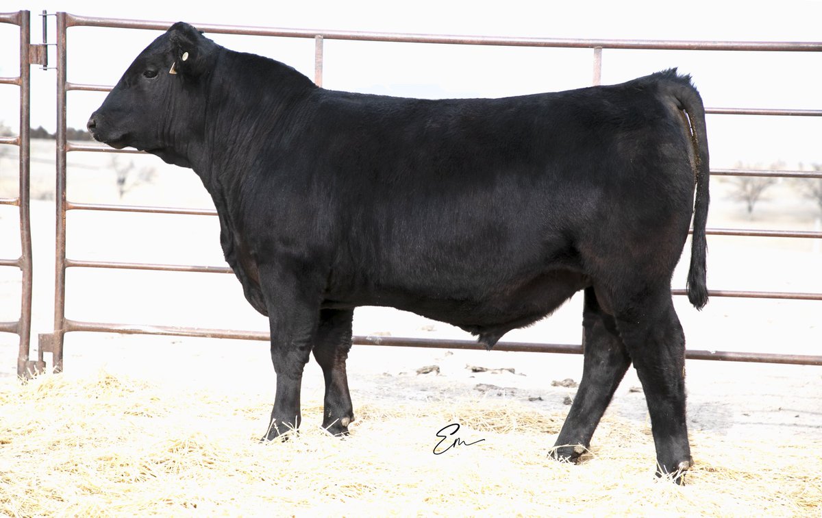 BeefGrund's tweet photo. Man we are EXCITED about these GRU Early Encounter sons!
As unique and consistent of sire group we’ve had in quite some time. Stout made with a great look and calving ease, growth and carcass traits!
Check them out- https://t.co/cyKQkHQM8a
#practicalprofitableproven #family https://t.co/L4CK92O8xW