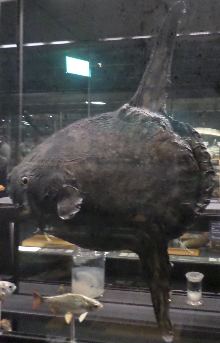 and another common mola, this one from  @museuciencies in Barcelona 11/