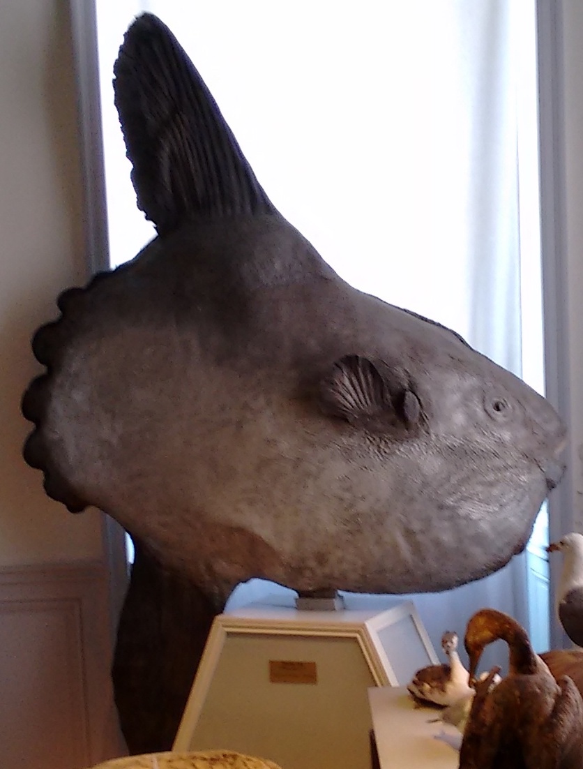 more common molas  @MuseumLR 13/