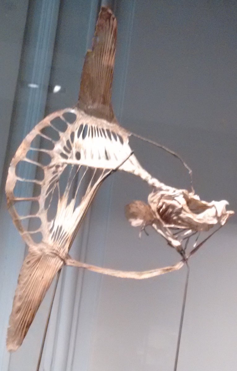 more common molas  @MuseumLR 13/