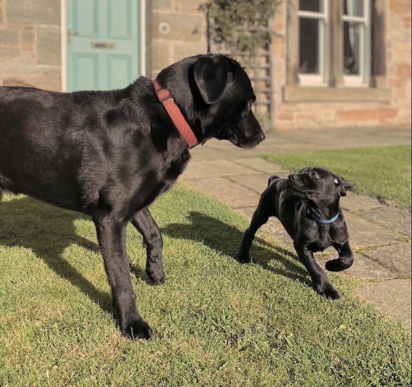 PUPDATE
 
Catch me if you can! Rum meets Uncle Coll for the first time and convinces him to play tig. 

#scottishdoggies #scottishdogs #curativate #conceptsinaction #scottishbusiness #pupdate #meditationandyoga #meditatescotland #scottishyoga #selflovecoach #selfhelpcoachscotland