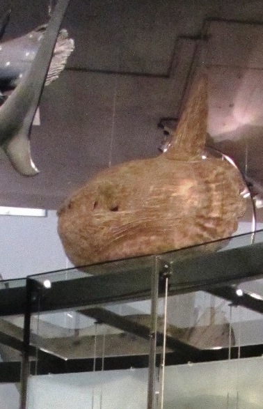 this Mola cast + skeleton are  @museumnaturalis in Leiden 16/