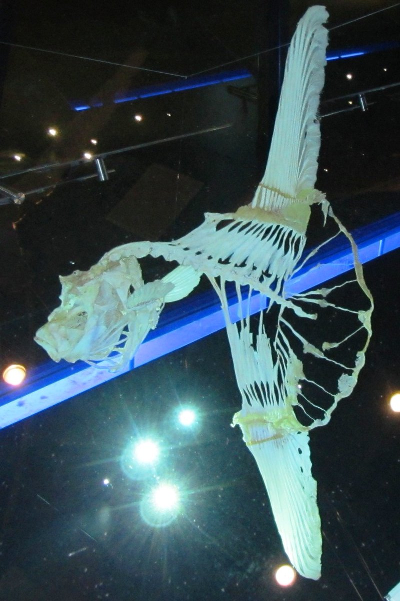 this Mola cast + skeleton are  @museumnaturalis in Leiden 16/