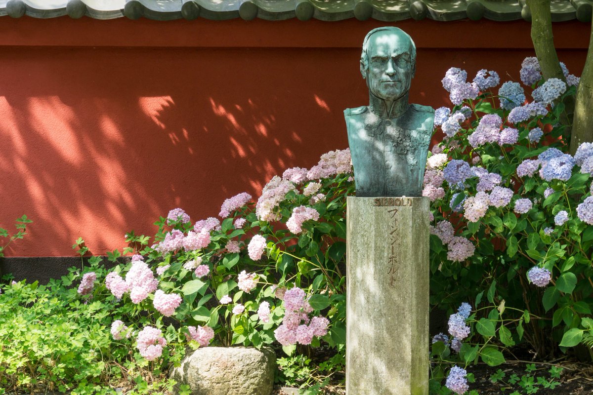 HortusLeiden's tweet photo. Precies 225 jaar geleden werd Duitse arts Philipp Franz Balthasar von Siebold geboren. 🎂 Tussen 1823 en 1829 verzamelde hij talloze Japanse objecten op het eiland Deshima, waaronder planten. Een aantal van die planten zijn vandaag de dag nog steeds in de tuin te bewonderen. https://t.co/uDk3KzJD3f