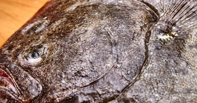 mariscosbomar's tweet photo. El #coruxo o #remol (scophthalmus rhombus), no confundir con #rodaballo, ideal para plancha, horno o brasa, por su carne blanca jugosa y su piel. @mariscosbomar #mariscoporwhatsapp #pescado #marisco #pescadoadomicilio #mariscoadomicilio #pescadogallego #mariscogallego #mariscada https://t.co/MZYSRwwqVb