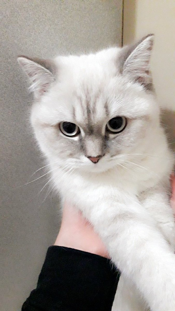 #DunyaKedilerGunu  ♥️🐈