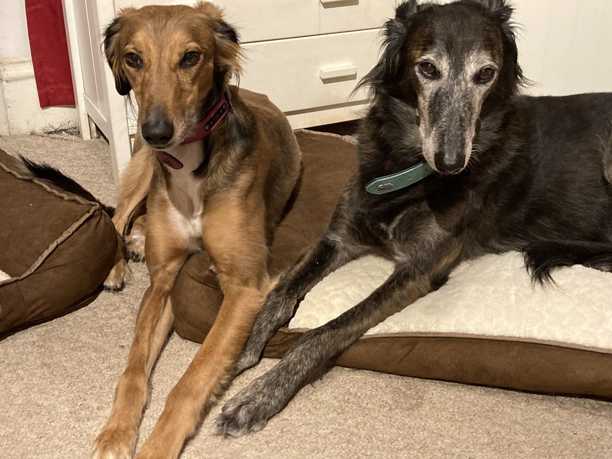 GingerMc18's tweet photo. ITS MY 3rd GOTCHA DAY!!
3 years since @PDRescue found my fureva home with the bestest pawrents & my big bro/mentor @FreddieMc17
Fell on my paws here! ๐
#GingerMc #FredandGinger #AdoptDontShop #FureverHome https://t.co/JDeT66IzIy