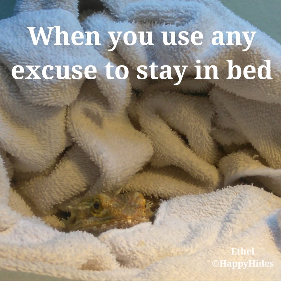 HappyHidesJen's tweet photo. I heard it's supposed to be cold up north.
Let's just stay in..just in case🤷
#ItsHotHere
#HappyHides #beardeddragon #beardeddragons #beardie #beardies #reptile #reptiles #pets #rescue #reptilerescue #rescuelife #thedodo #buzzfeedanimals #animals #animaladdicts https://t.co/aYJNYDLumg