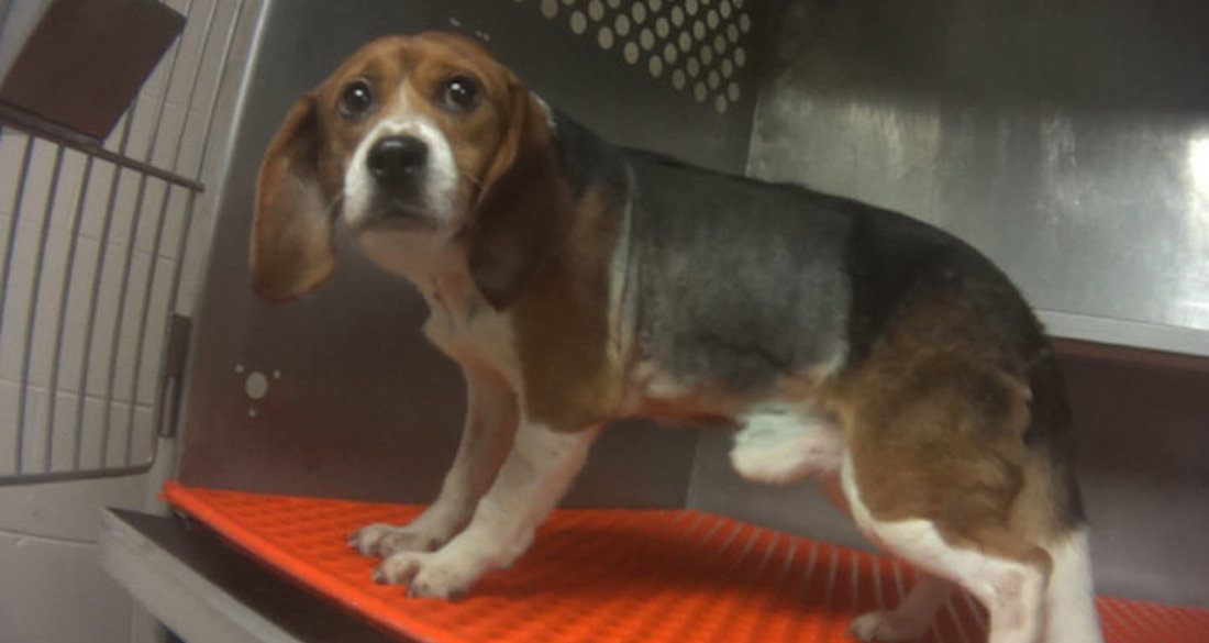 4. According to the Humane Society, registration of a single pesticide requires more than 50 experiments and the use of as many as 12,000 animals. Many pesticides are fed to animals.  https://blog.humanesociety.org/2019/03/hsus-undercover-investigation-shows-beagles-being-poisoned-with-pesticides-and-drugs-killed-at-animal-testing-lab.html