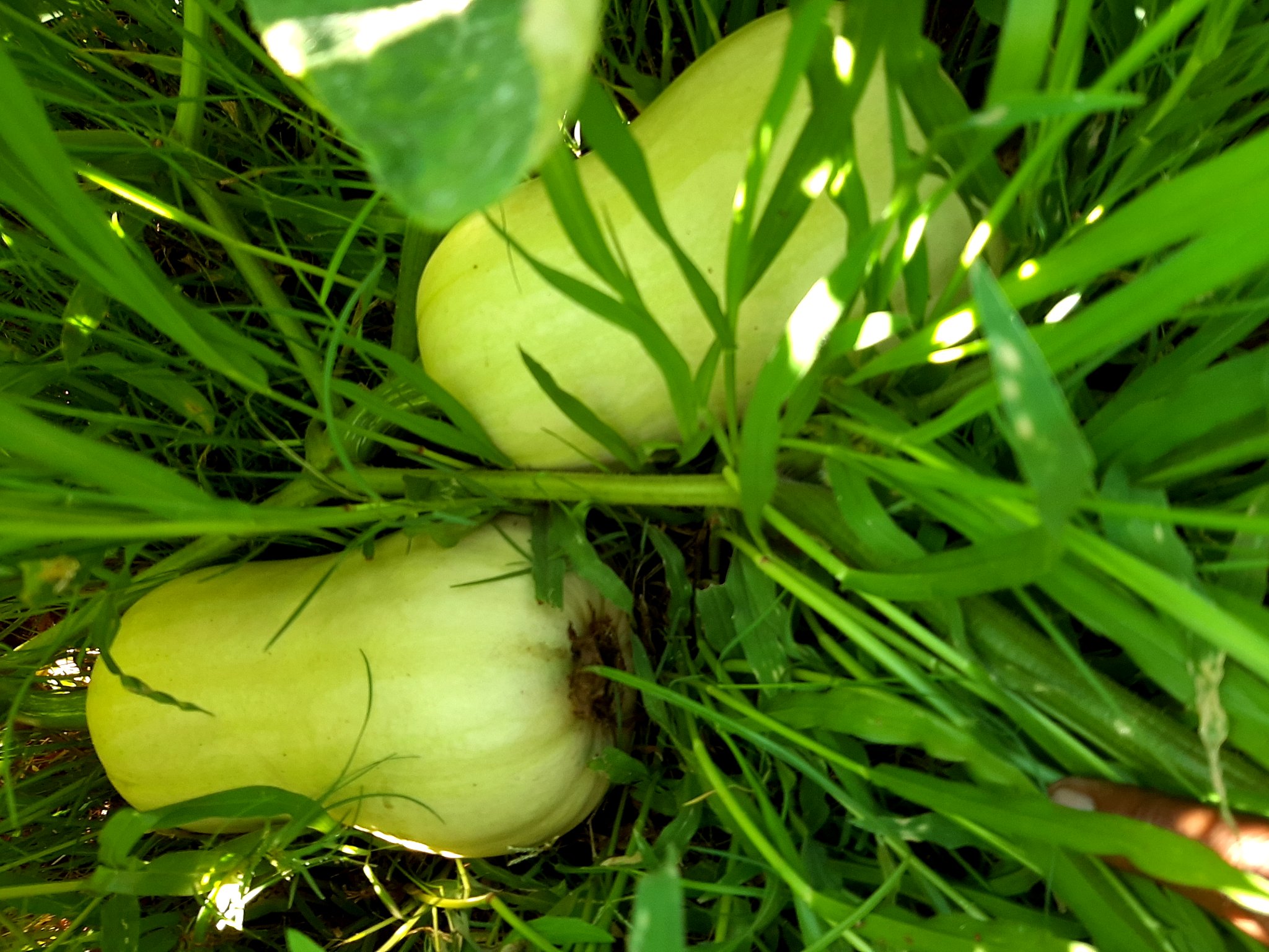 Sold 10 kg worth of excess butternuts from the garden at home. https://t.co/VLFIrJHFnW
