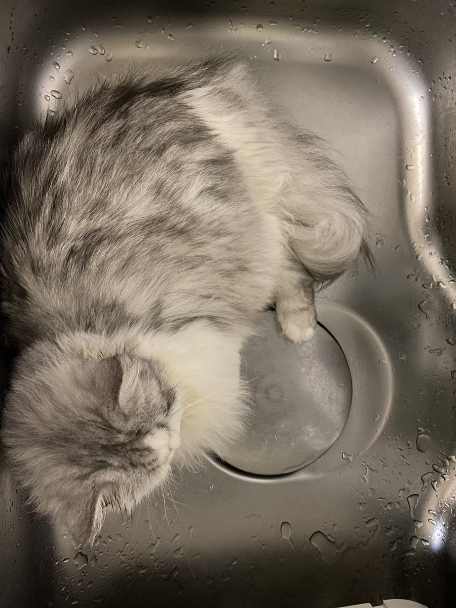 まいたけ シンク大好き猫