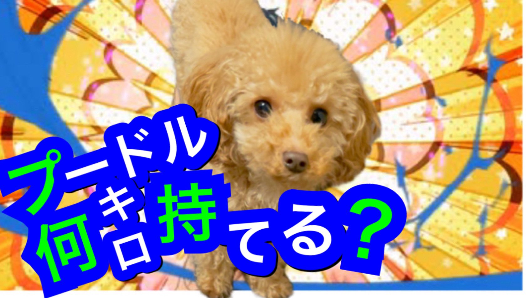 ティーカッププードル カイト Youtube更新しました ダンベル何キロ持てる からお願いマッスルに合わせて飼い主が筋トレ しました ダイエット頑張らなきゃ 動画 T Co Grant2co0u 犬 ティーカッププードル トイプードル お願い