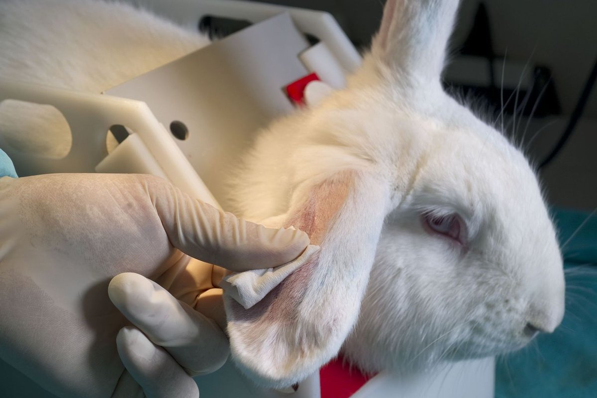 5. The real-life applications for some tested substances are as trivial as an “improved” laundry detergent, new eye shadow, or copycat drugs to replace a profitable pharmaceutical whose patent expired.