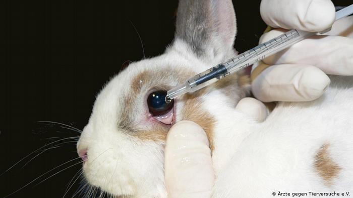 6. Several cosmetic tests commonly performed on mice, rats, rabbits, and guinea pigs include: skin and eye irritation tests where chemicals are rubbed on shaved skin or dripped into the eyes without any pain relief.