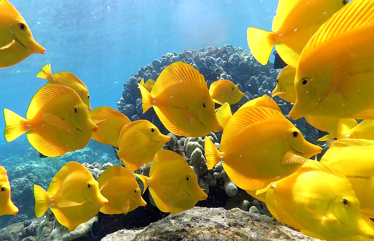 Job alert! Hawai'i Unit in Hilo. Research ecologist/fish biologist. Assistant Unit Leader. Closes 3/16/21.

Feds/other: usajobs.gov/GetJob/ViewDet…

Public: usajobs.gov/GetJob/ViewDet…