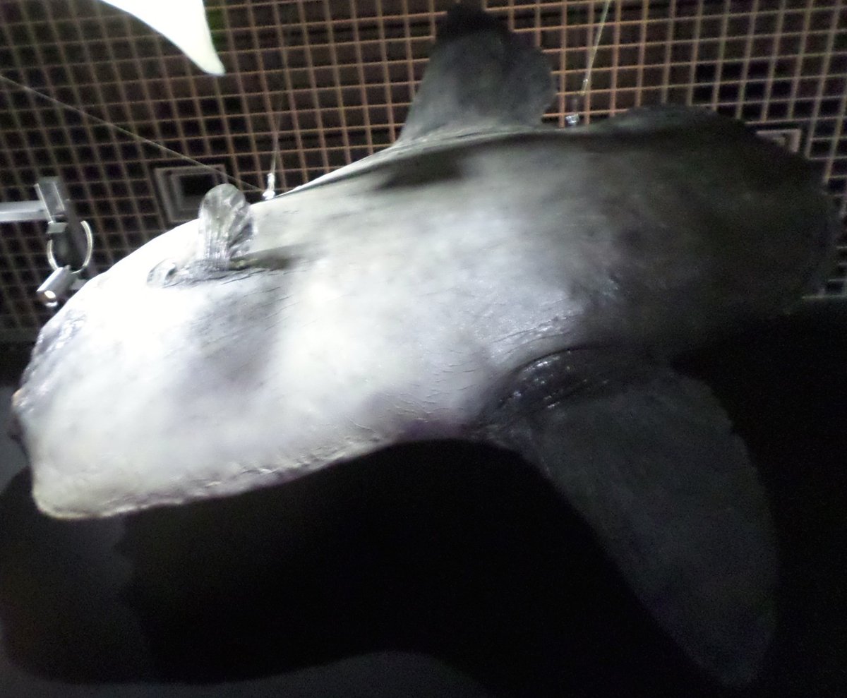 a Mola at the National Museum of Nature and Science in Tokyo 21/