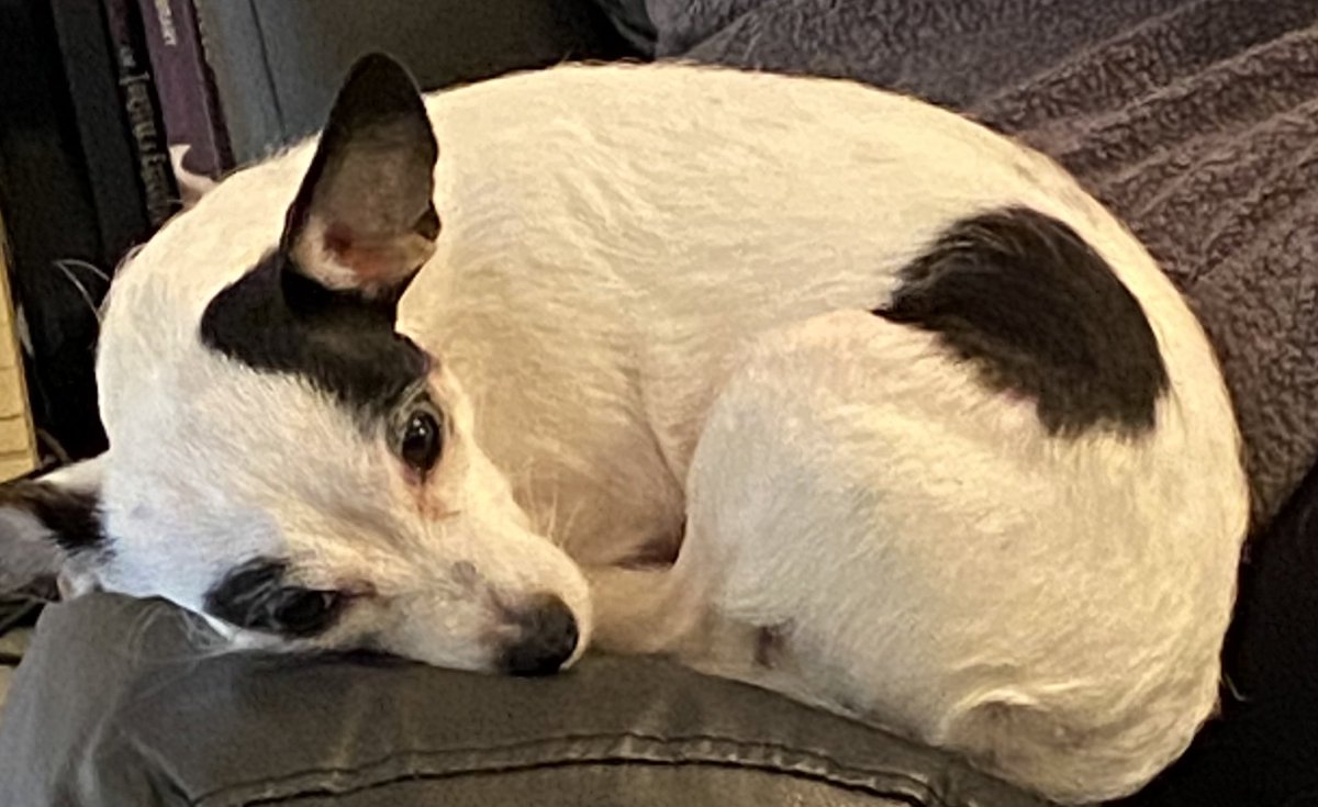 Nikumatic's tweet image. when you are very small but the ennui, the ennui is very big.