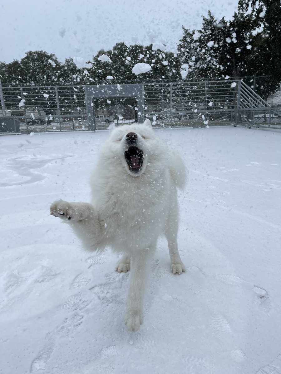 LeonVanSam's tweet image. When Texas cold had stolen power,
One pup lit up that frightful hour,
While others saw sheer disarray,
He’d seize his chance to go and play.