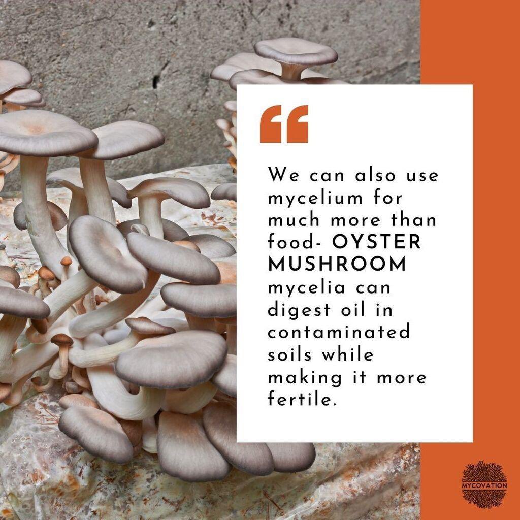 Making soil fertile is an important and much needed factor for #future. #Mycelia not only provides alternative food but also helps in improving the fertility of soil. 

We at #Mcovation are working towards more sustainable cycle of production. 

#mycelium #oystermushroom