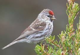 birdingbnb's tweet photo. A NEW ARTICLE on the COMMON REDPOLL!  Great info and pix!  Read Here: https://t.co/AsfHYJis26 #commonredpoll #snowbirds #birdingbnb https://t.co/XfjNWLobyp