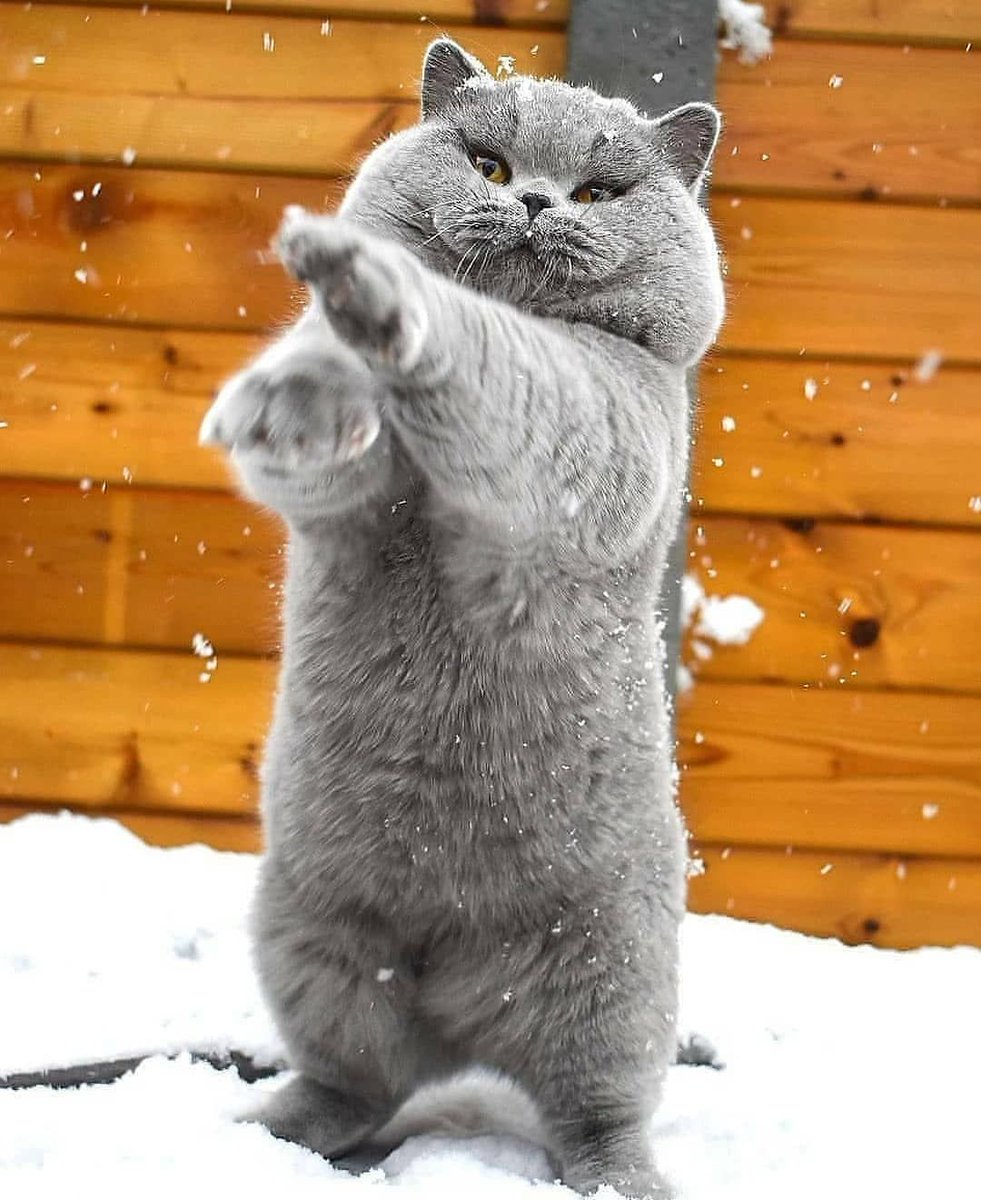 Meowed's tweet image. From dysolos_britishshorthairs

Practicing my karate moves 🥋

#meowed #meowedofficial #TheMeowedClub