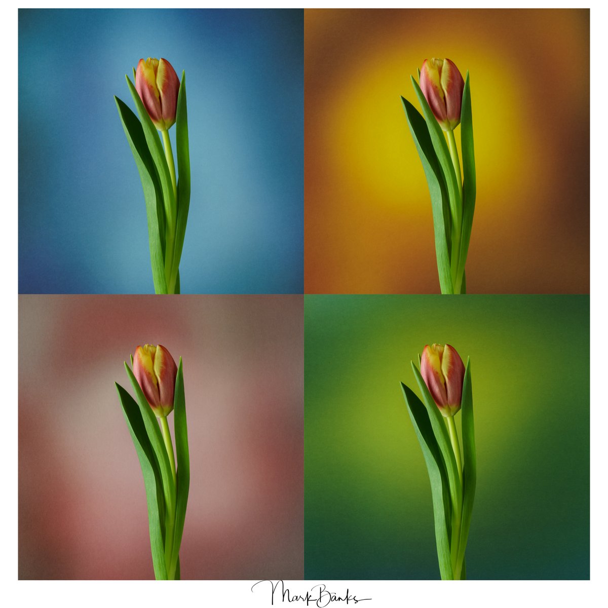 ThePackhorse's tweet photo. Theme Week: Warhol Tulips

Some cheery and colourful tulip images given the Warhol look to keep me occupied during lockdown. All processed and designed in Adobe Lightroom Classic.

#rpsnorthern #rps #tulips #warhol #Photography #FlowerPhotography #Mosaic #FlowerPhotography https://t.co/Tg6QtHz3Ir