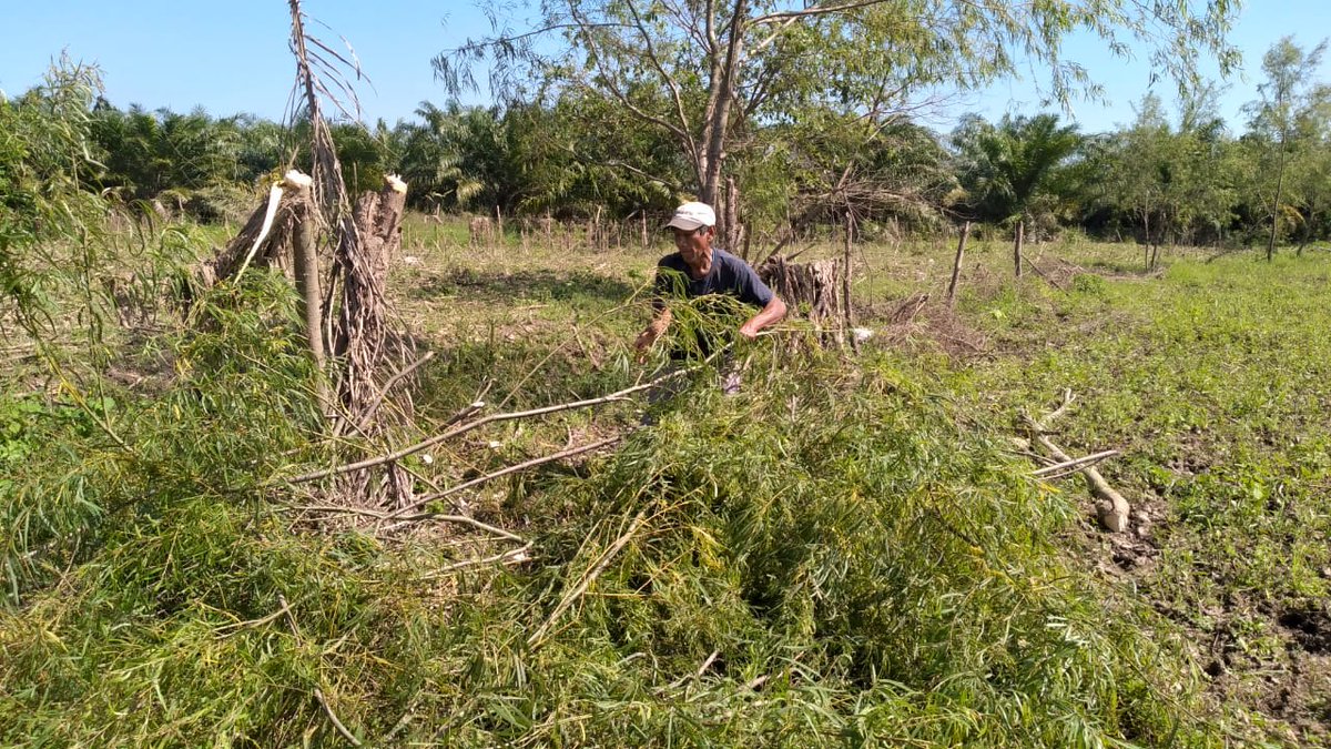 Ever Hernandez, our Director of Agriculture, is leading repairs of the fences in Remolino and 20 manzanas (40 acres) of fences in La Coroza. Our team is excited to begin rebuilding the communities we serve stronger and better than ever.